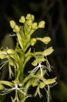 Green fringed orchid